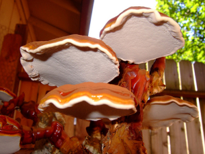 Reishi mushrooms help improve your gut bacteria and reduce obesity.